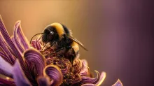 "Close-up of a bumblebee resting on the center of a vibrant purple flower, highlighting the intricate textures of the petals and the insect against a softly blurred background."